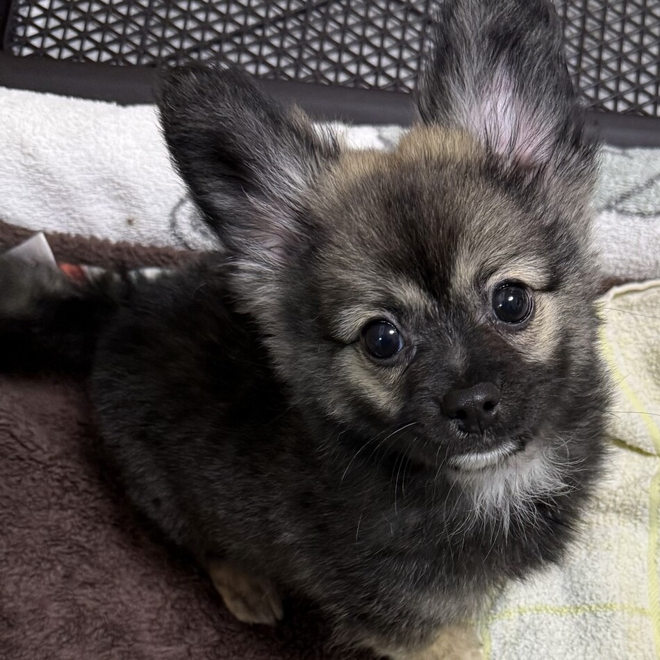 ルイのカバー写真