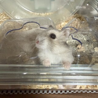 [急募] 引越しのため里親急募中です！