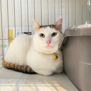 茶白成猫　女の子