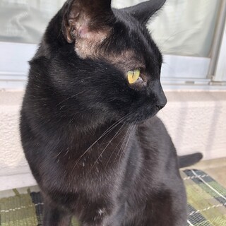 落ち着いた性格の黒猫の男の子です。