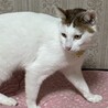 茶白成猫　女の子 サムネイル3