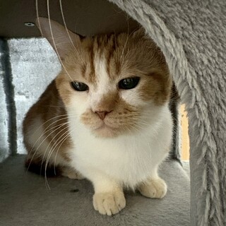 【アメショ×マンチカン】穏やか★ケンティ