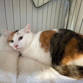 成猫　三毛猫　女の子