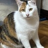 成猫　三毛猫　女の子