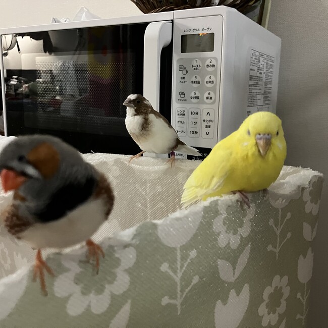 ちゅらこのカバー写真