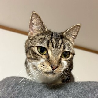 【マンチカンMIX】好奇心旺盛女子♡ローズ