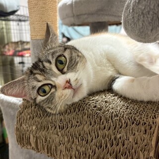 【アメショMIX】大きな目が印象的♡マリン