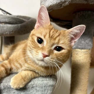 【アメショMIX】穏やか茶トラ女子♡そらちゃん