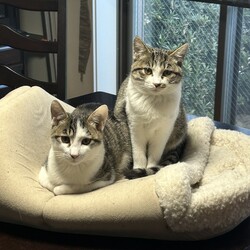 名古屋市緑区猫の譲渡会 サムネイル2