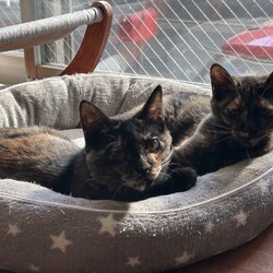 名古屋市緑区猫の譲渡会 サムネイル3