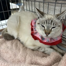 名古屋市緑区猫の譲渡会 サムネイル1