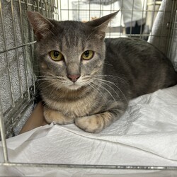 名古屋市緑区猫の譲渡会 サムネイル2