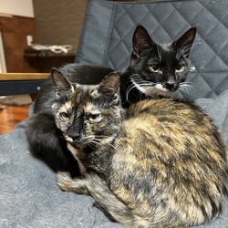 名古屋市緑区猫の譲渡会 サムネイル3