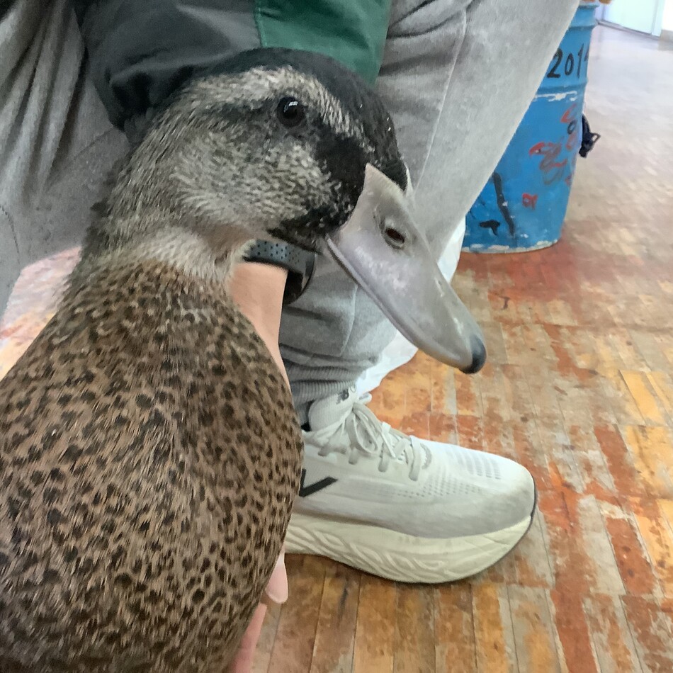 合鴨のカバー写真