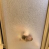 お風呂に入ってる時も、お座りしてじっと待っているVIVIちゃん！