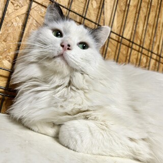 3歳 長毛 青目　もふもふ君　人馴れOK