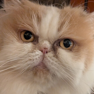 エキゾチック風のネイリッカちゃん（♀）