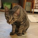慎重だけどナデナデは好き！尾到(びとう)くん