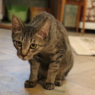 慎重だけどナデナデは好き！尾到(びとう)くん