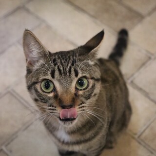 人間大好き！ランカイくん