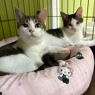 ヤンチャな女の子！ラブブちゃん