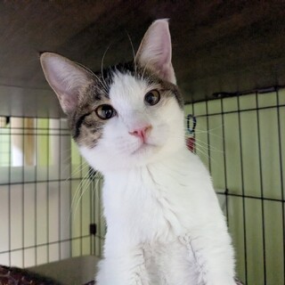 ヤンチャ娘！モココちゃん