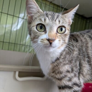 人間にデレデレ！ダリアちゃん