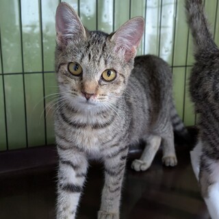 人間にデレデレ！コスモスちゃん