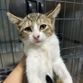 人にデレデレ！山根つよしくん！