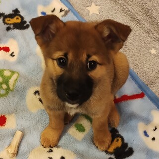 2ヶ月半の鼻黒女の子【なな】