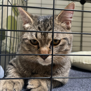 【里親さん決まりました】雑種　甘えん坊な男の子