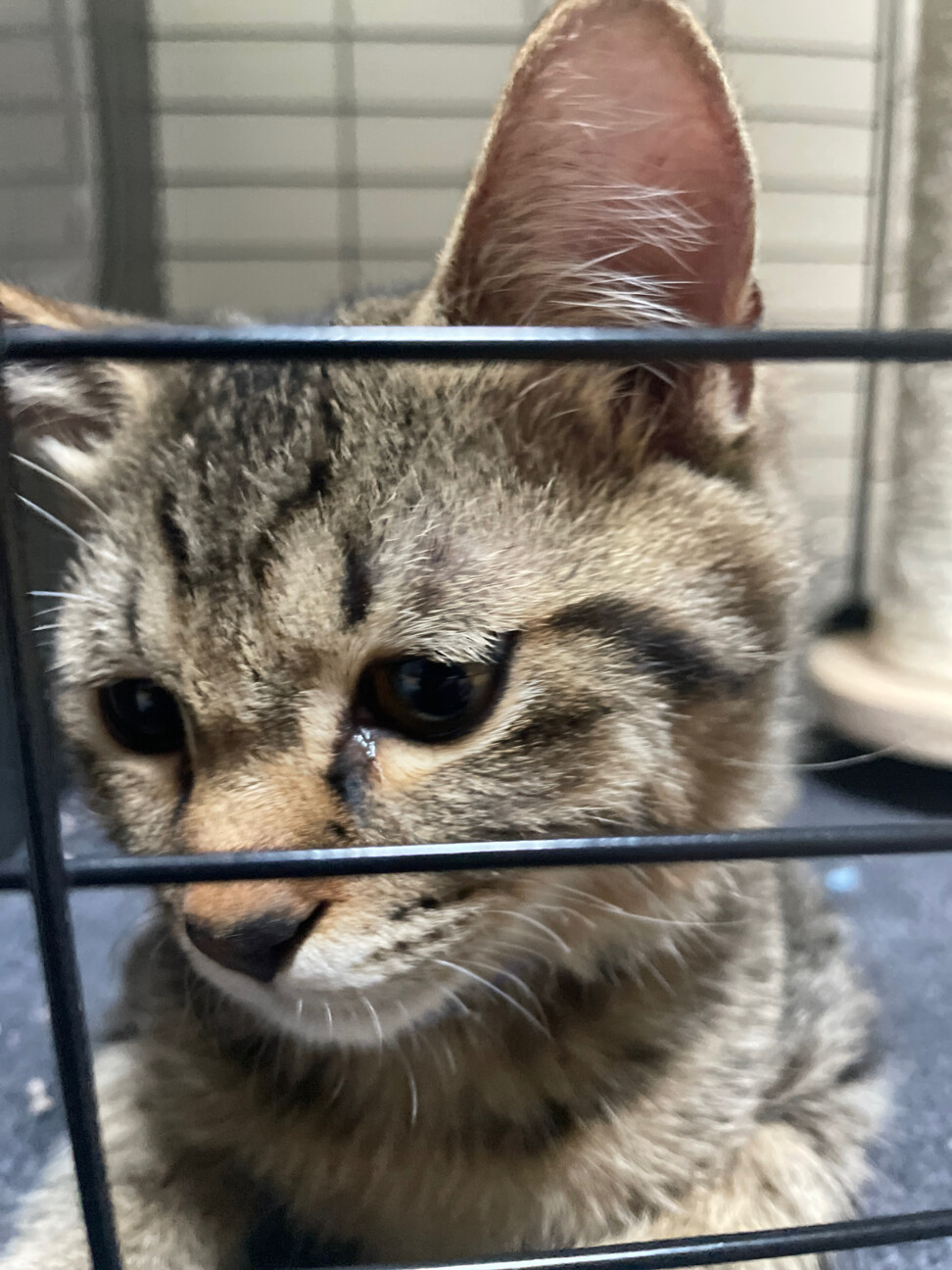 【里親さん決まりました】雑種　甘えん坊な男の子 サムネイル2