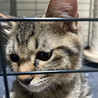 【里親さん決まりました】雑種　甘えん坊な男の子 サムネイル2