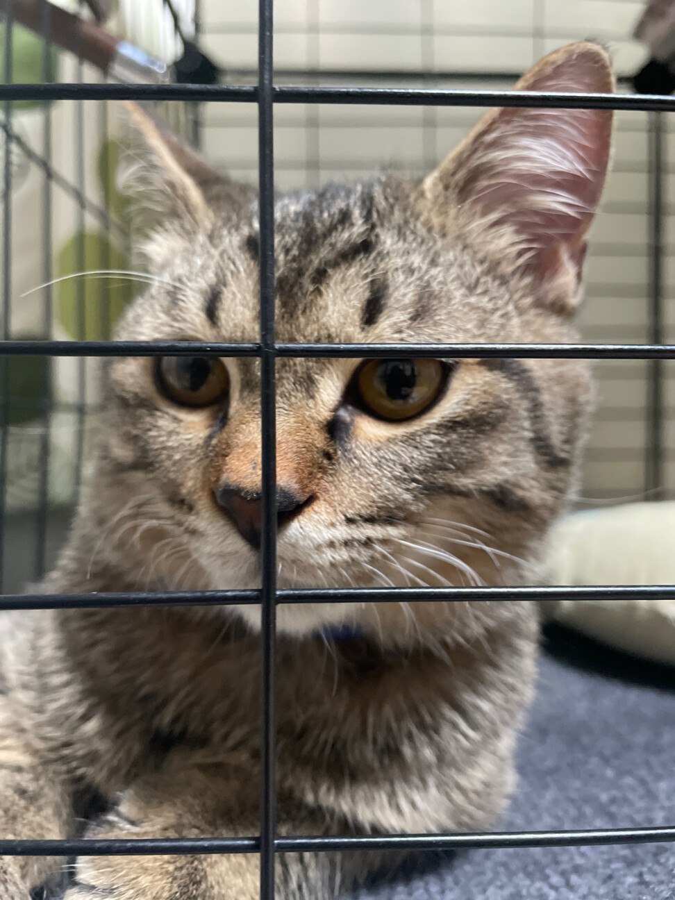 【里親さん決まりました】雑種　甘えん坊な男の子 サムネイル3