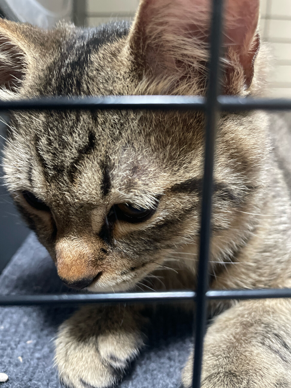 【里親さん決まりました】雑種　甘えん坊な男の子 サムネイル4