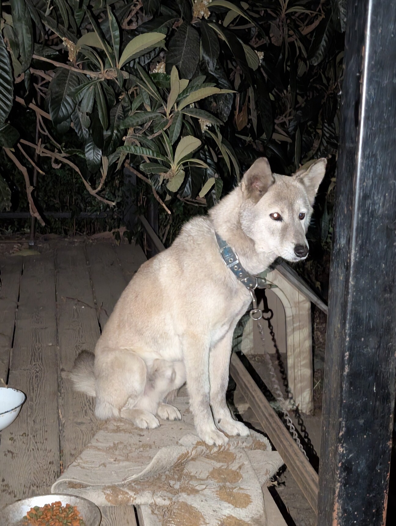 里親急募 サムネイル1