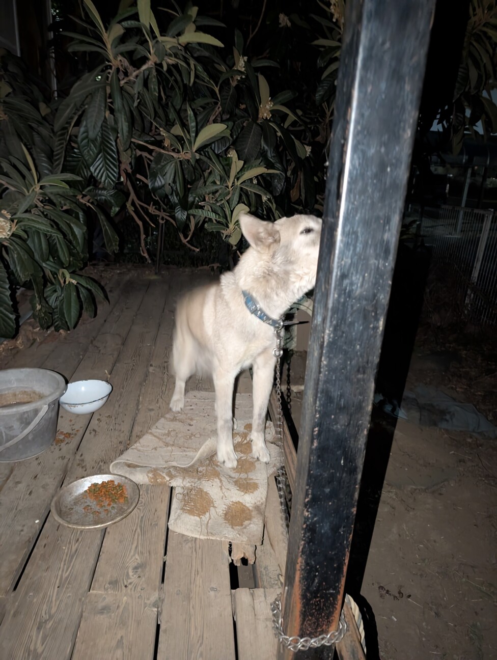 里親急募 サムネイル2