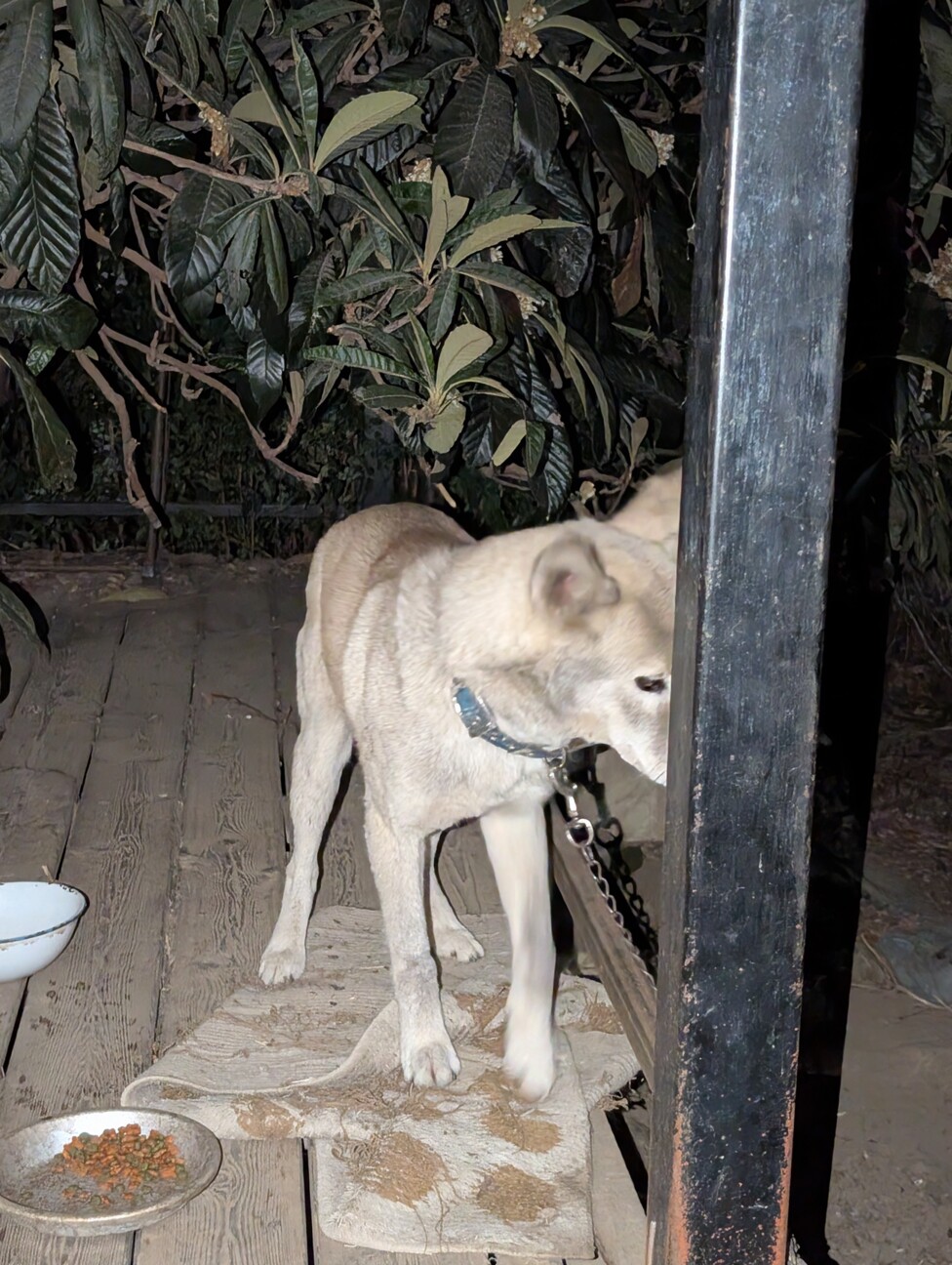 里親急募 サムネイル3