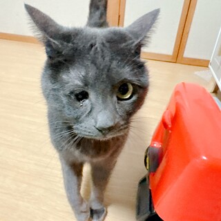 甘えん坊！片目が見えない女の子