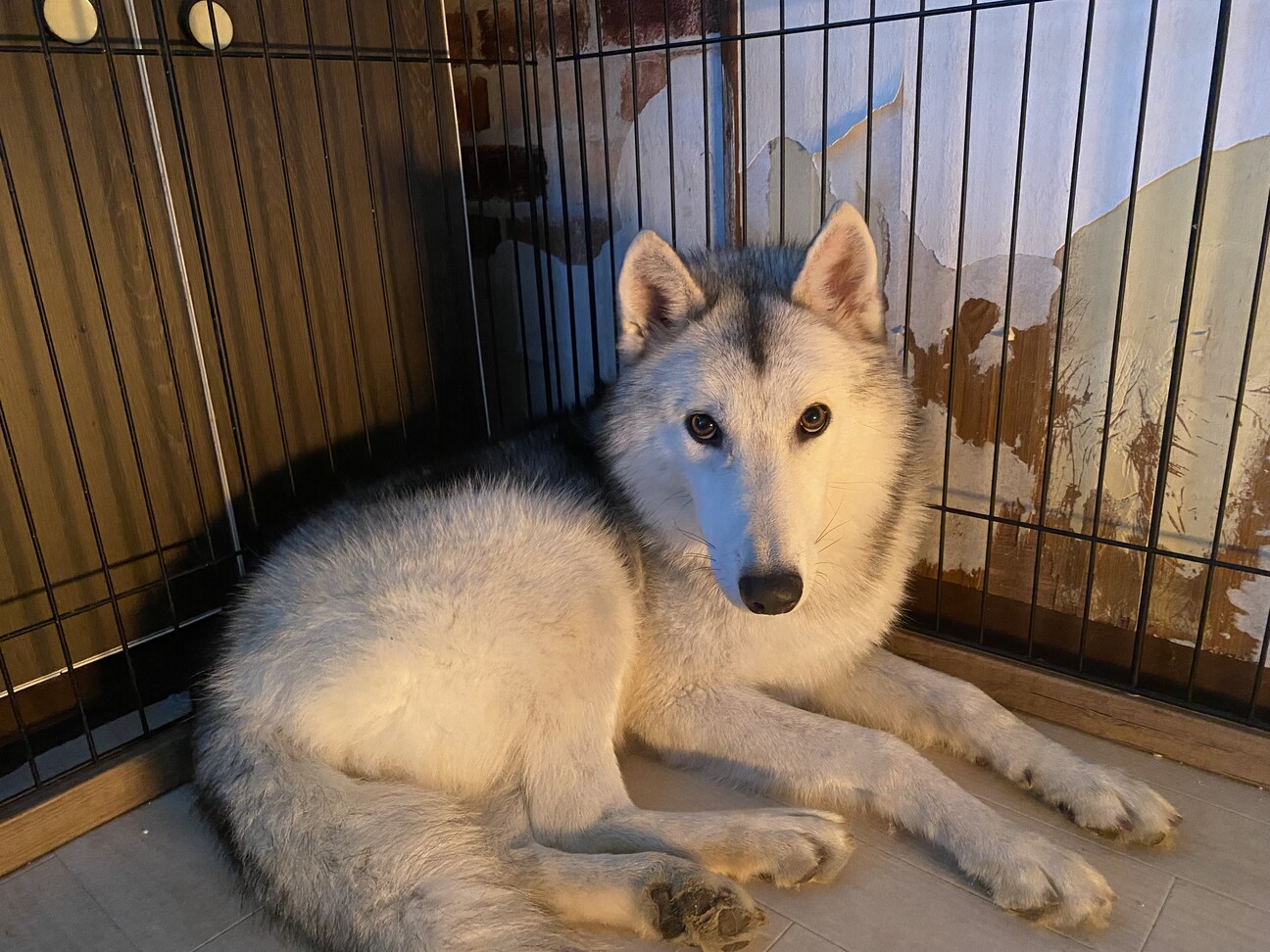 ウルフドッグ」富山県 - 犬の里親募集(535024) 1枚目の画像 :: ペット