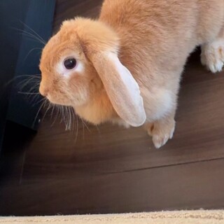 飼い主に置いていかれた可哀想なうさぎ