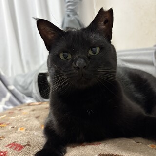 黒猫メル　女の子