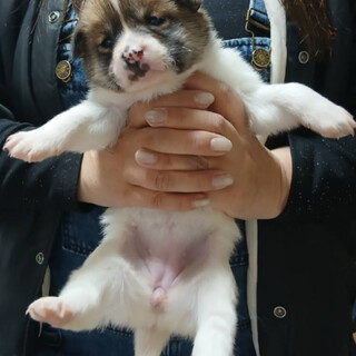 生後約1ヶ月シーマ(引き渡しは2月末～)