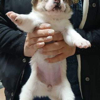 【交渉中】生後約1ヶ月ソアラ(引き渡しは2月末～)