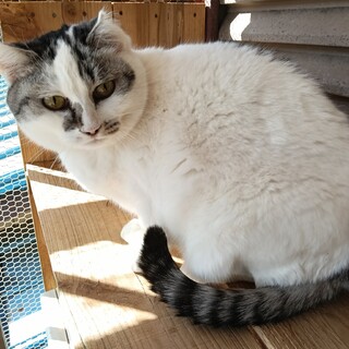 穏やかでのんびりしたグレー白♀飼いやすい5歳