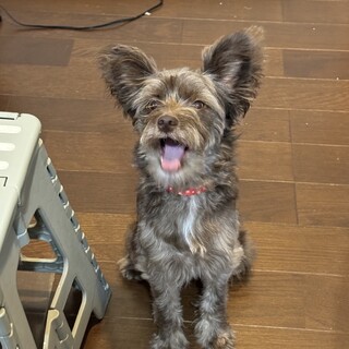 元気な女の子❤️MIXのぷぅちゃん！