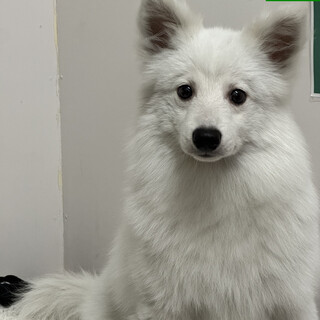 日本スピッツ　ウル