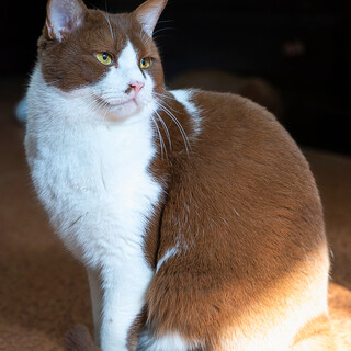 美しいチョコ色ハチワレ/トビアスさん