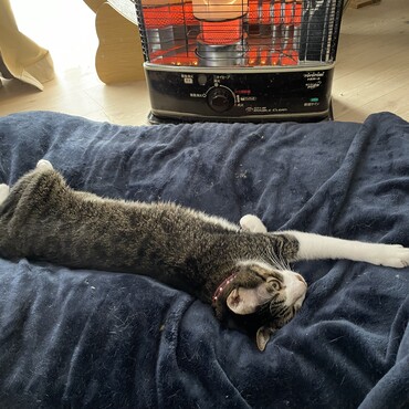 朝、母ちゃんが仕事行く前の抵抗勢力（チーム寒がり代表）。