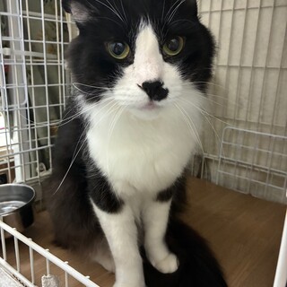 ふわふわハチワレガール　うにちゃん